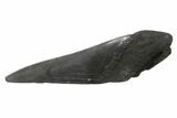 Partial, Fossil Megalodon Tooth Paper Weight #144432-1